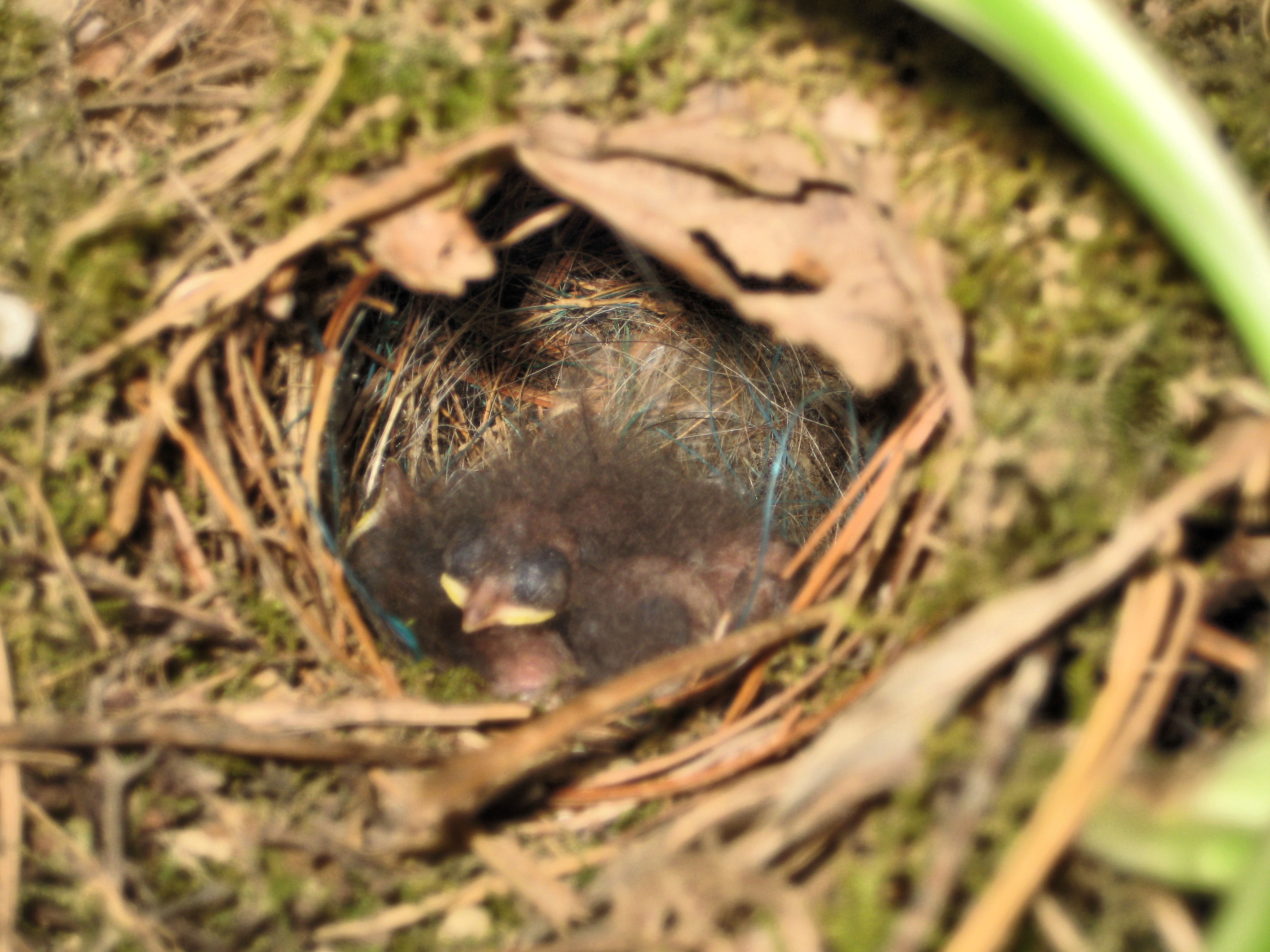 Wren babies