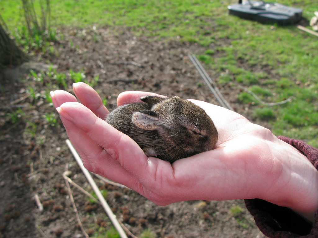 Baby Bunny