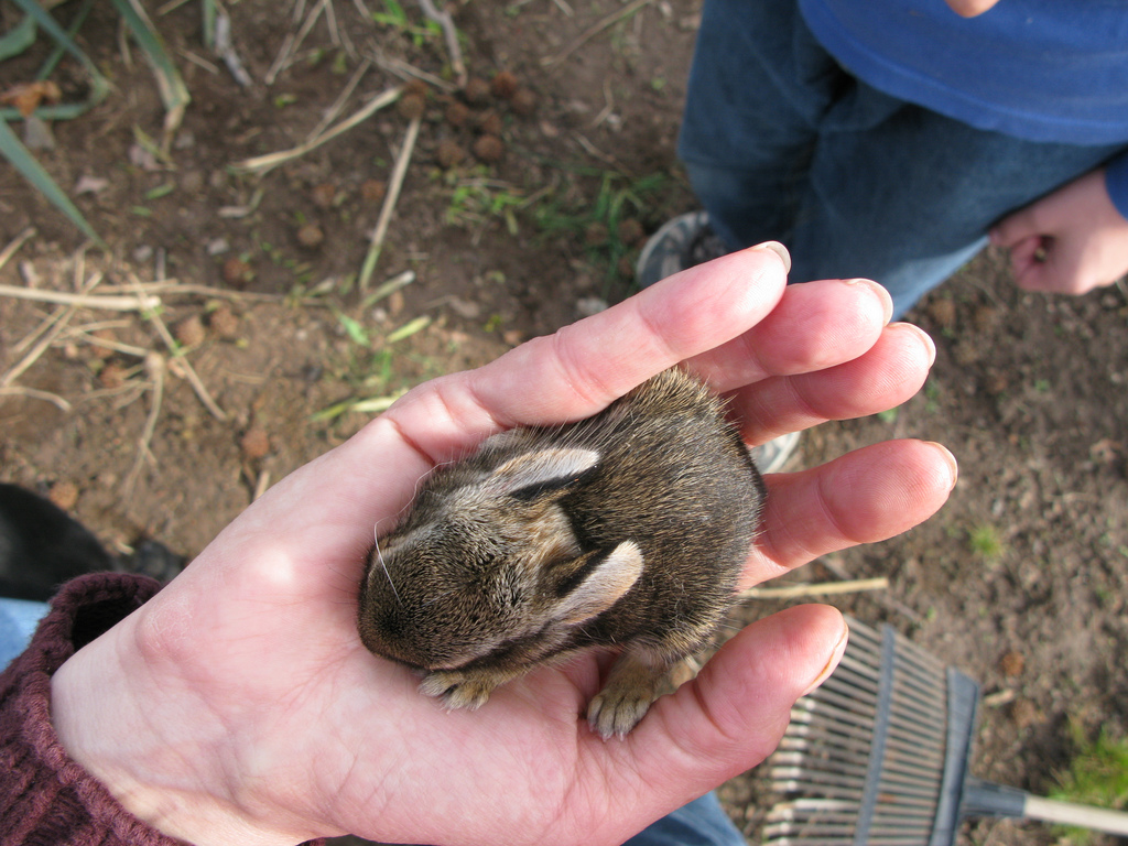 Baby Bunny