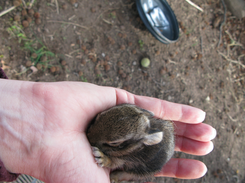 Baby Bunny