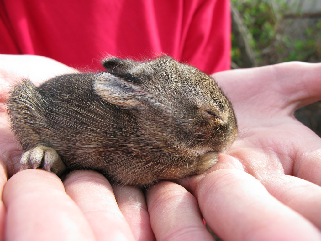 Baby Bunny