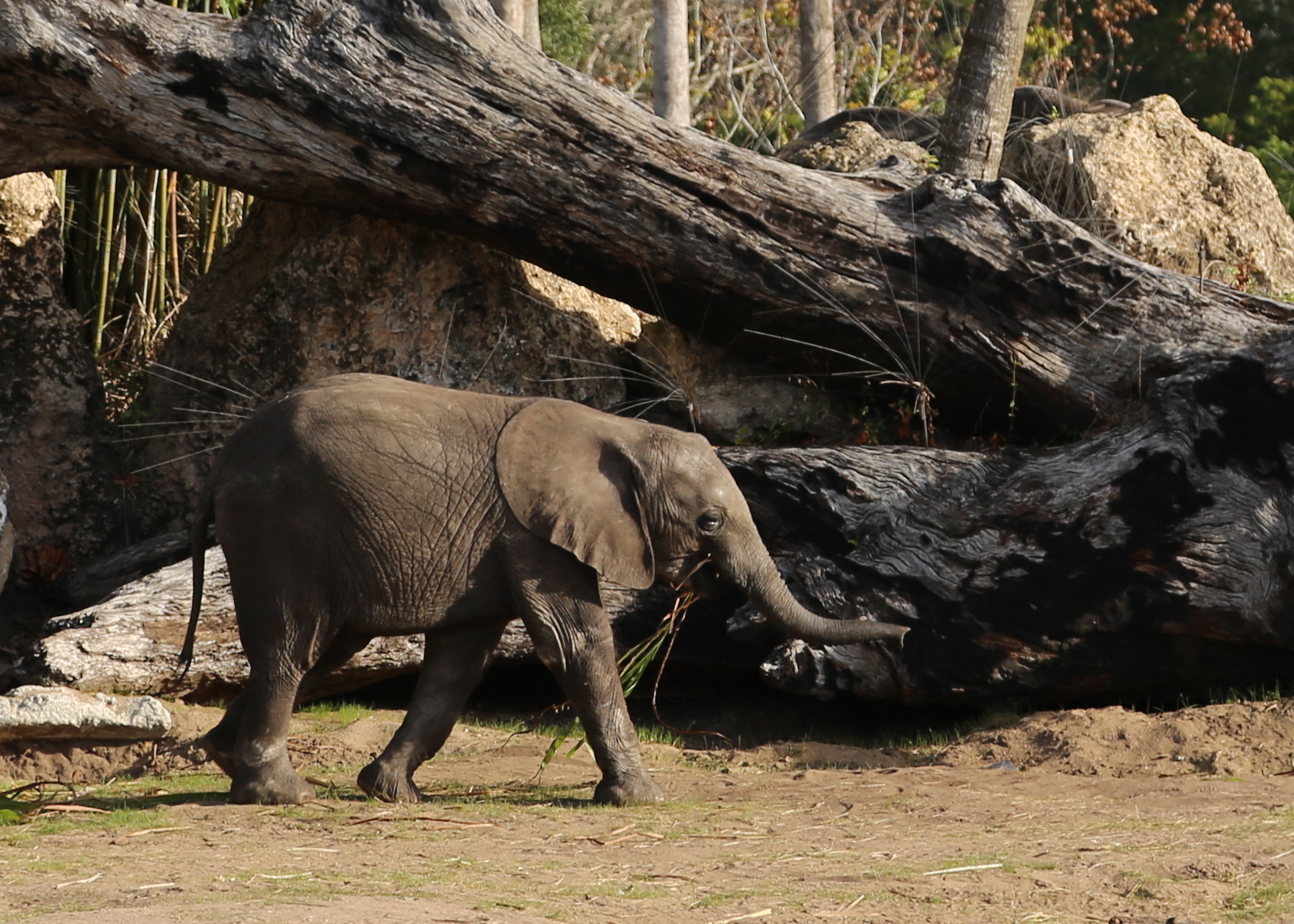 Baby Elephant