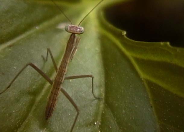 Newborn baby mantis on a leaf