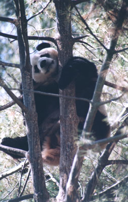 bai yun sleeping in the tree