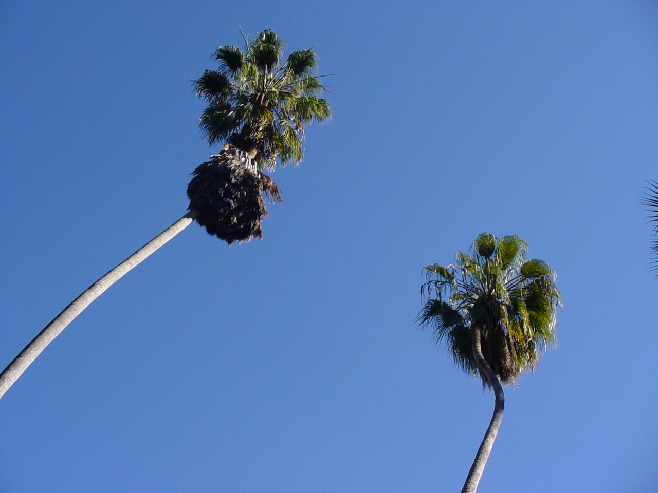 Curvy palms in Balboa Park