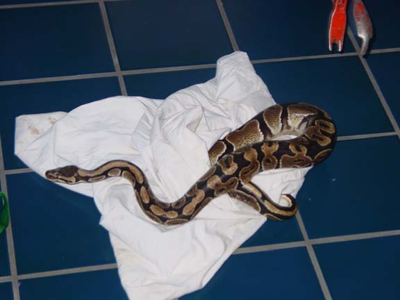 Ball python