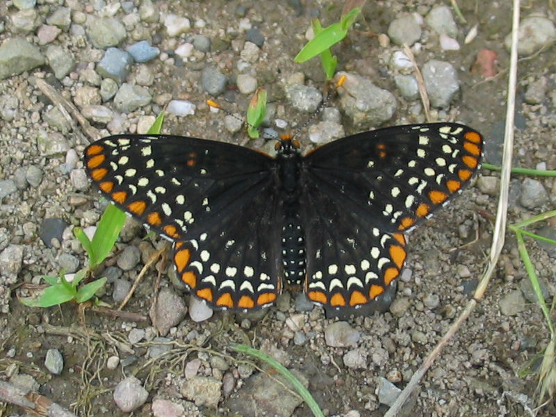 Baltimore Checkerspot - Euphydryas phaeton