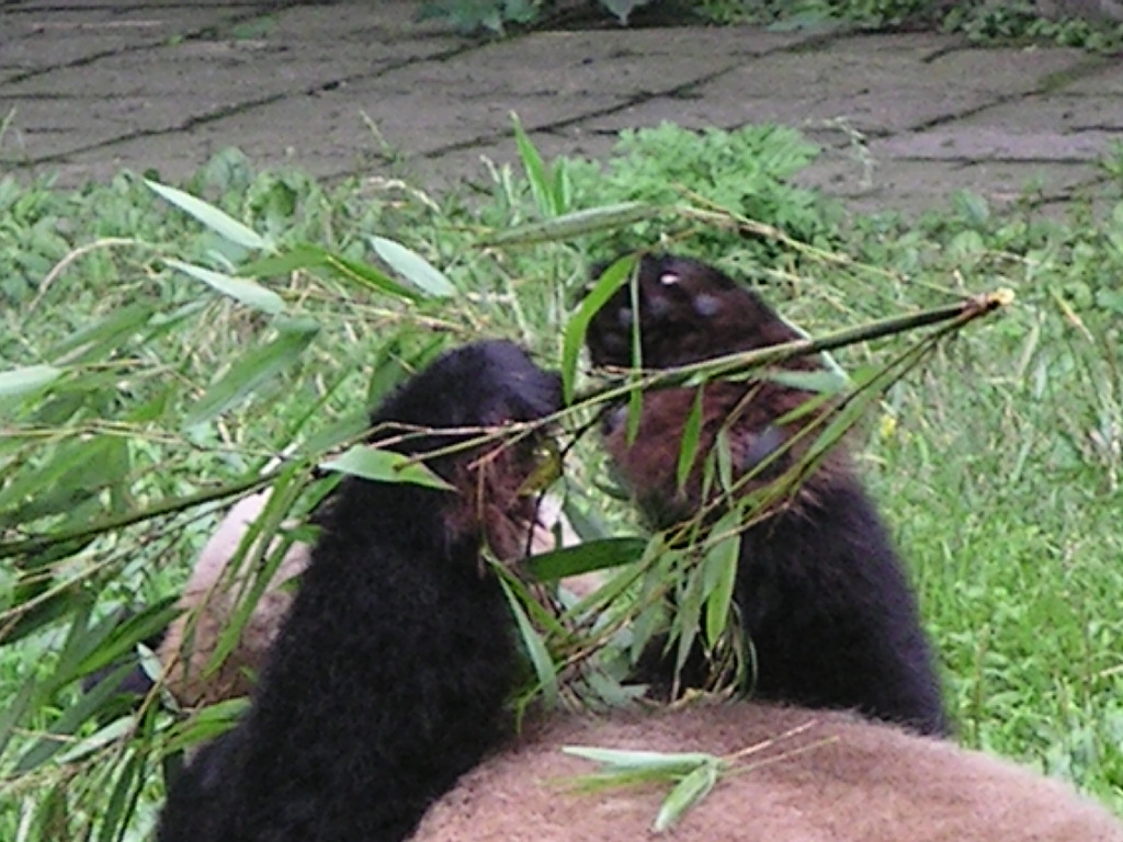 bamboofordinner_2.jpg