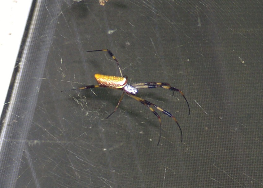 Banana Spider