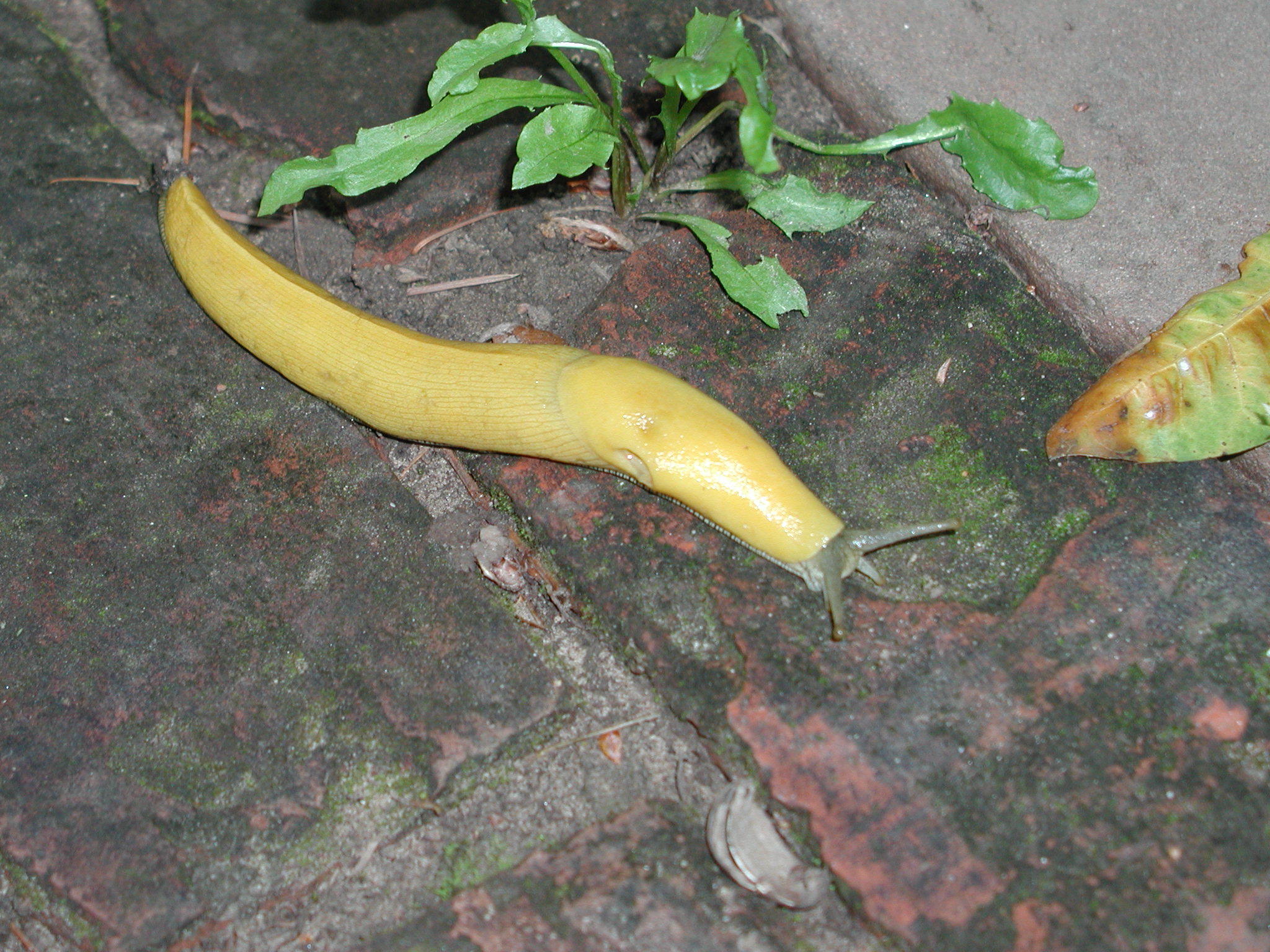 bananaslug1.jpg