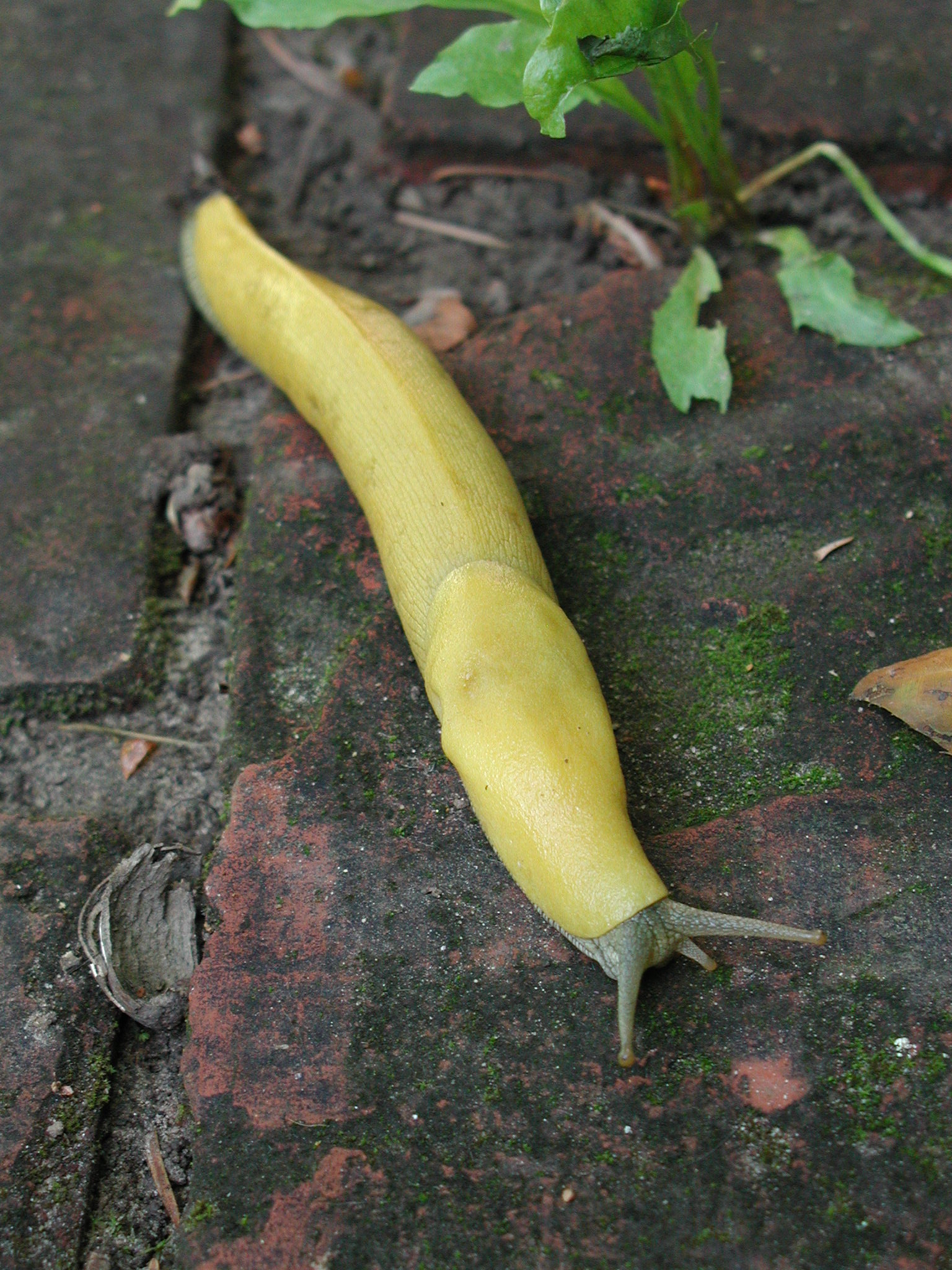 bananaslug3.jpg