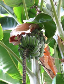 banana tree