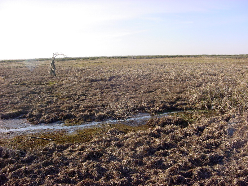 Swamp at the Barataria Preserve