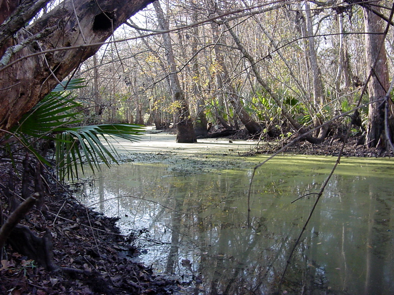 Canal at the Barataria Preserve