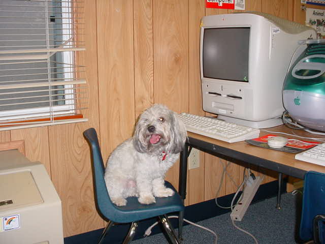 Barnaby at the computer