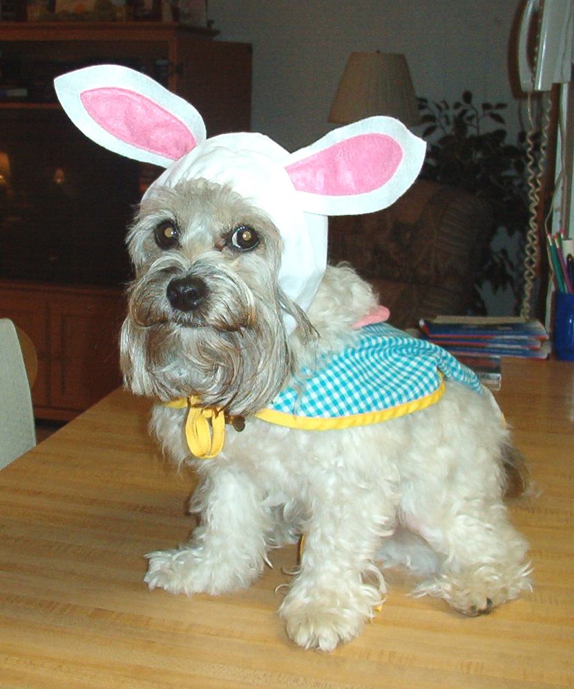 Barnaby in his Bunny Outfit