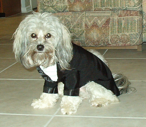 Barnaby in his tuxedo.