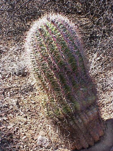 Barrel Cactus