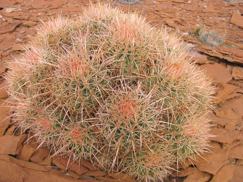 Many-headed Barrel Cactus