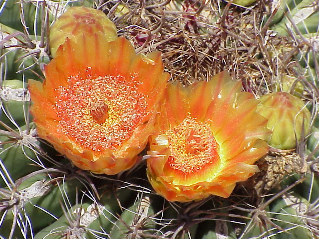 Barrel Cactus Flowers