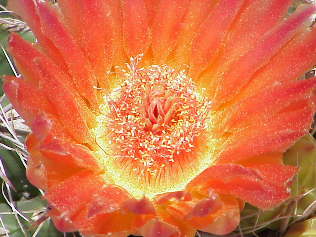 Barrel Cactus Flower