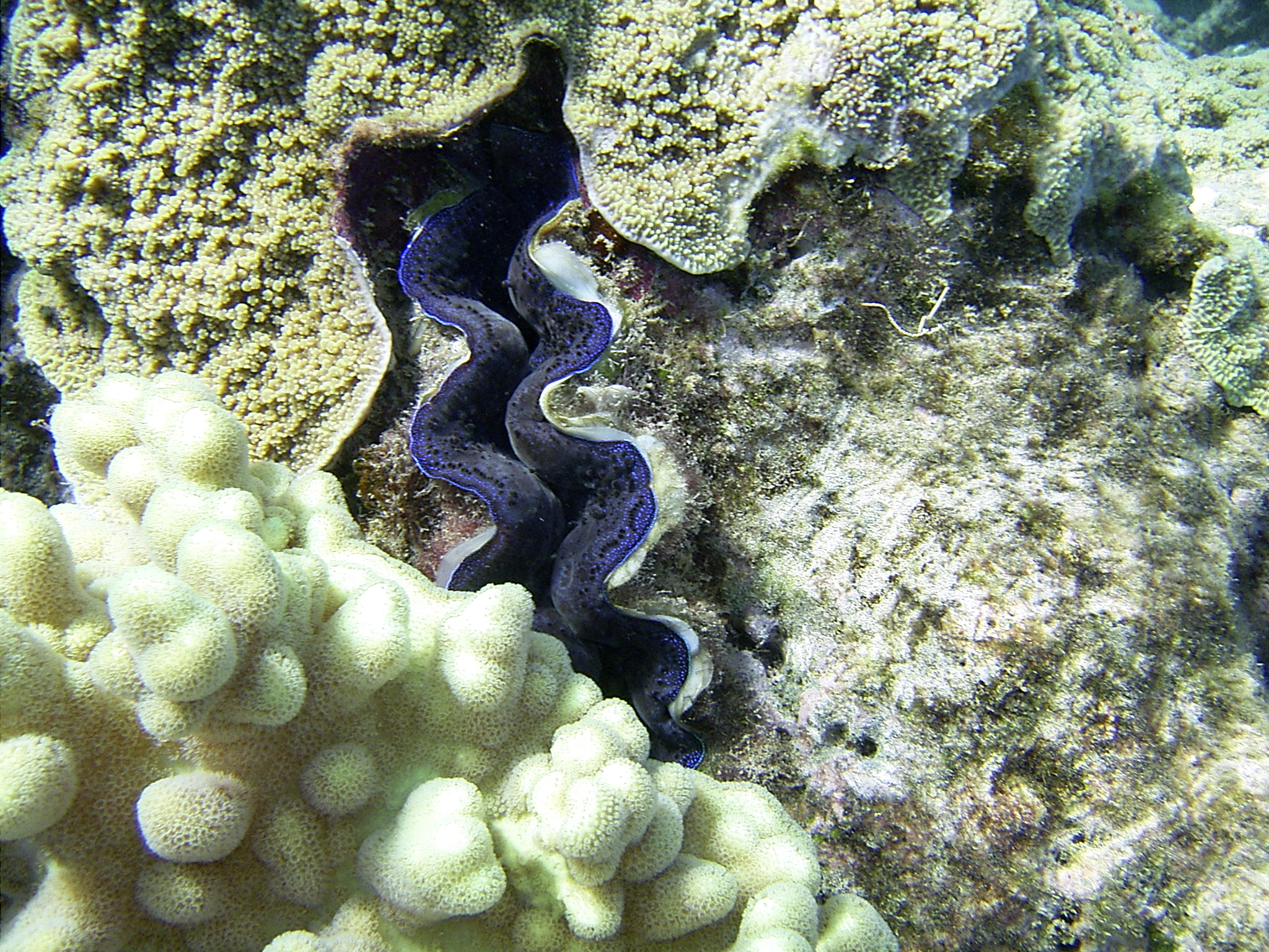 barrierreef-027.jpg