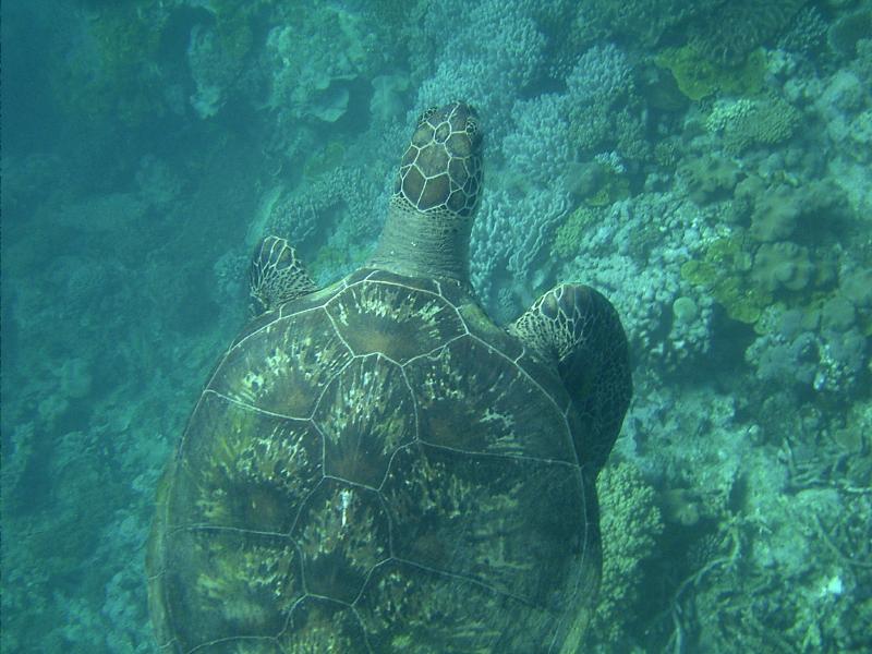 barrierreef-148884.jpg