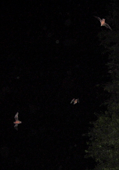 Mexican Free-tailed bats under the Congress Avenue bridge