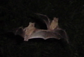 Mexican Free-tailed Bats from the Congress Street Bridge