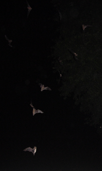 Mexican Free-tailed Bats from the Congress Street Bridge