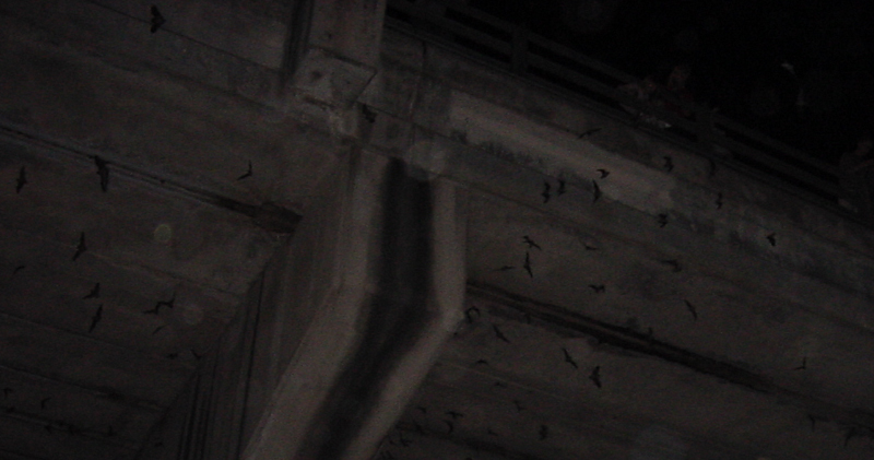 Mexican Free-tailed Bats under the Congress Avenue Bridge