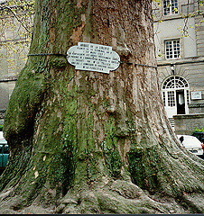 Memorial Tree to Normandy liberation in Bayeux, France - Bayeux was first city liberated in Normandy invasion