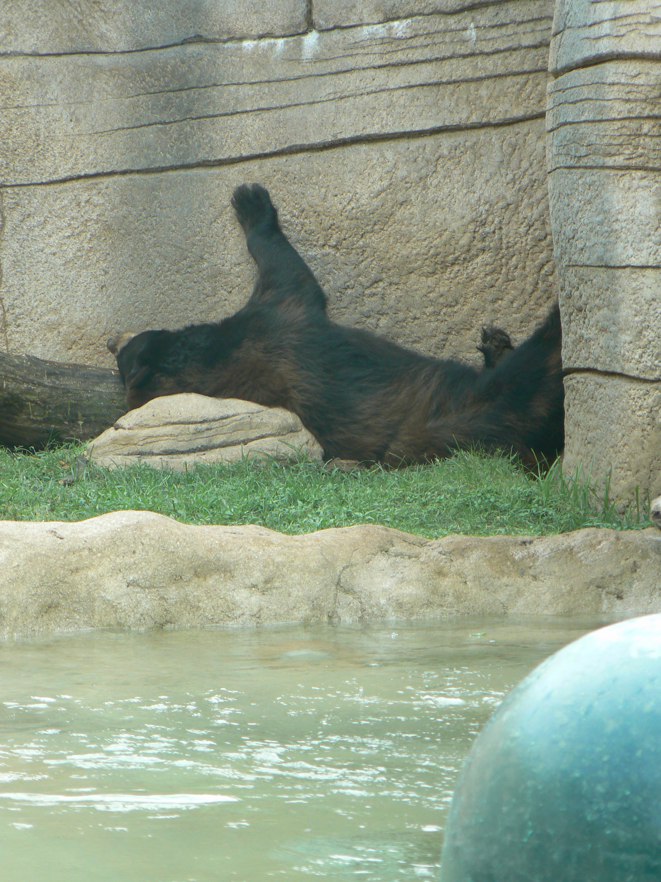 Baylor Bear