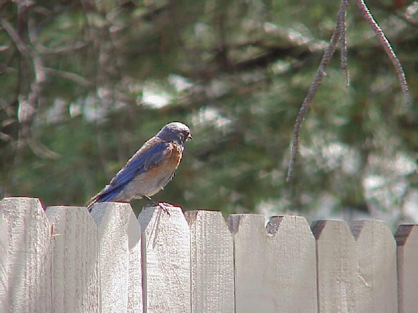 Male Bluebird