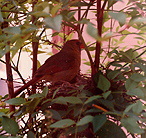 Cardinal sitting on a nest outside of office window