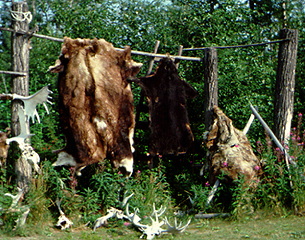 Alaskan bear skins