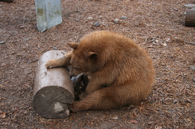 Bear cub