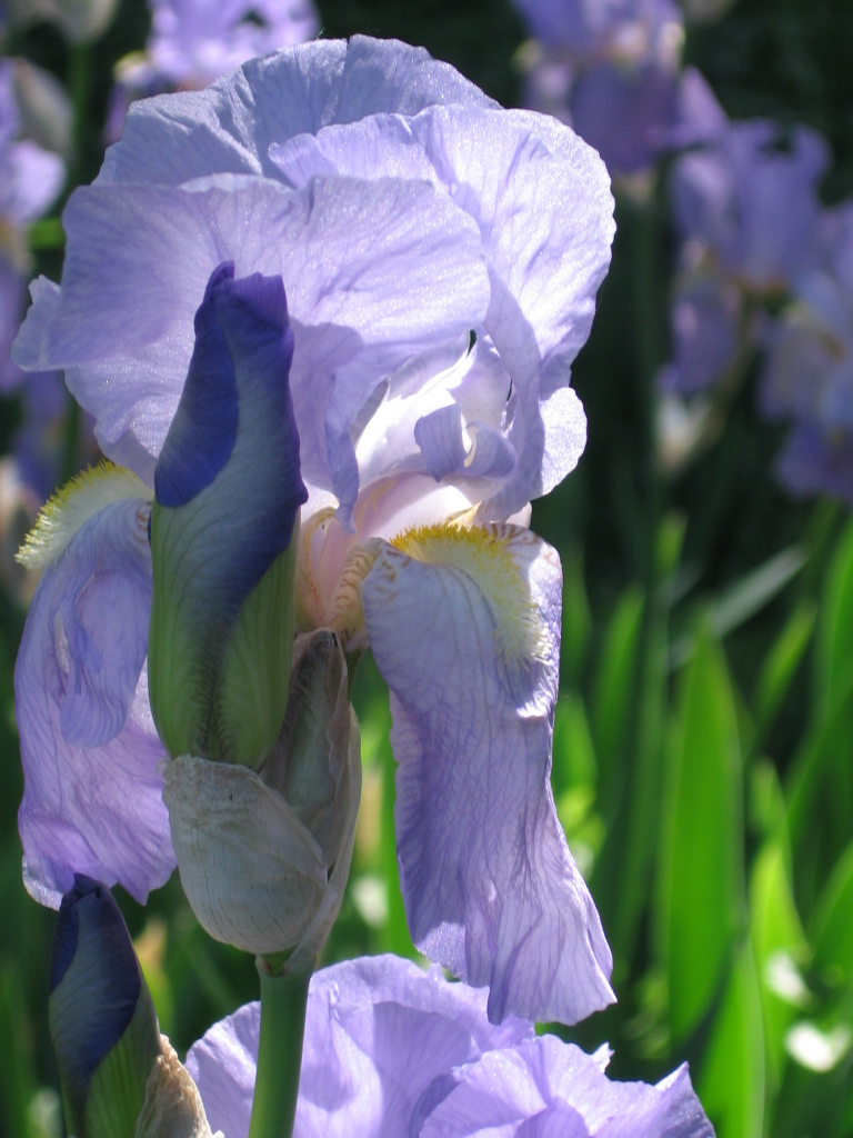 bearded_iris.jpg