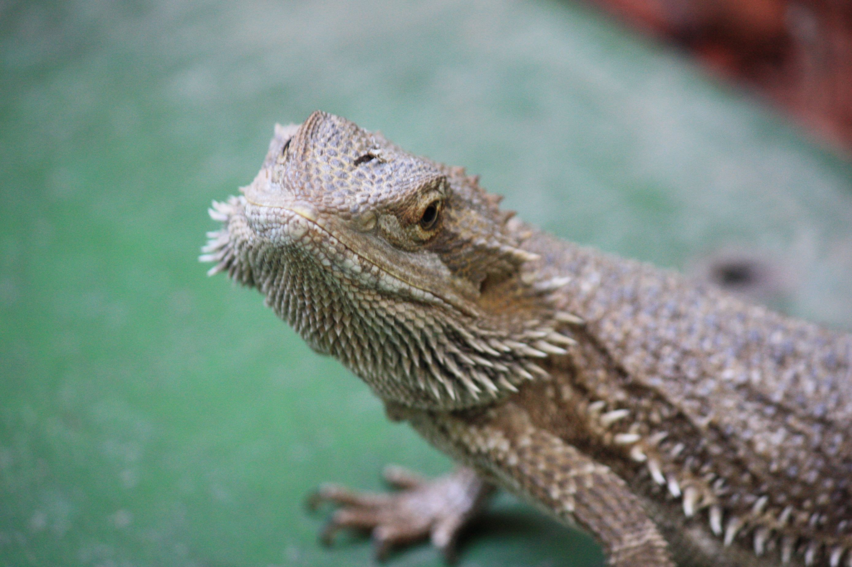 beardeddragon.jpg