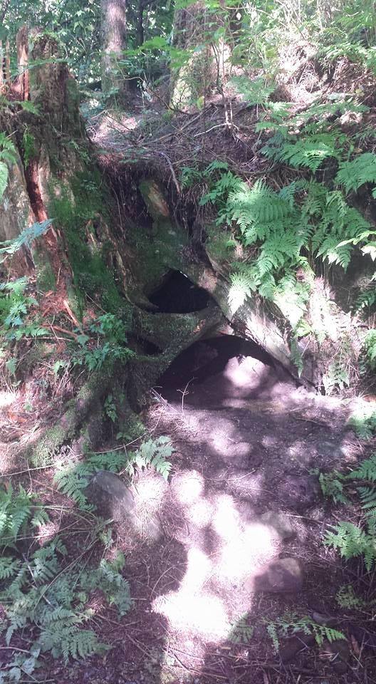 Black Bear Den