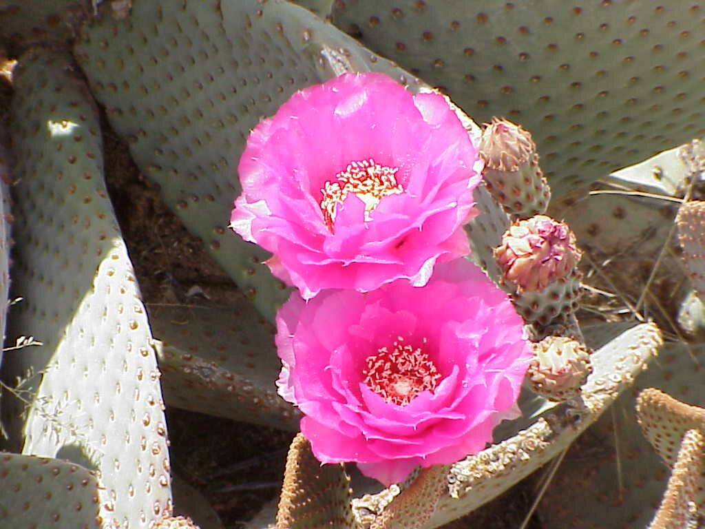 Beavertail Cactus Flower