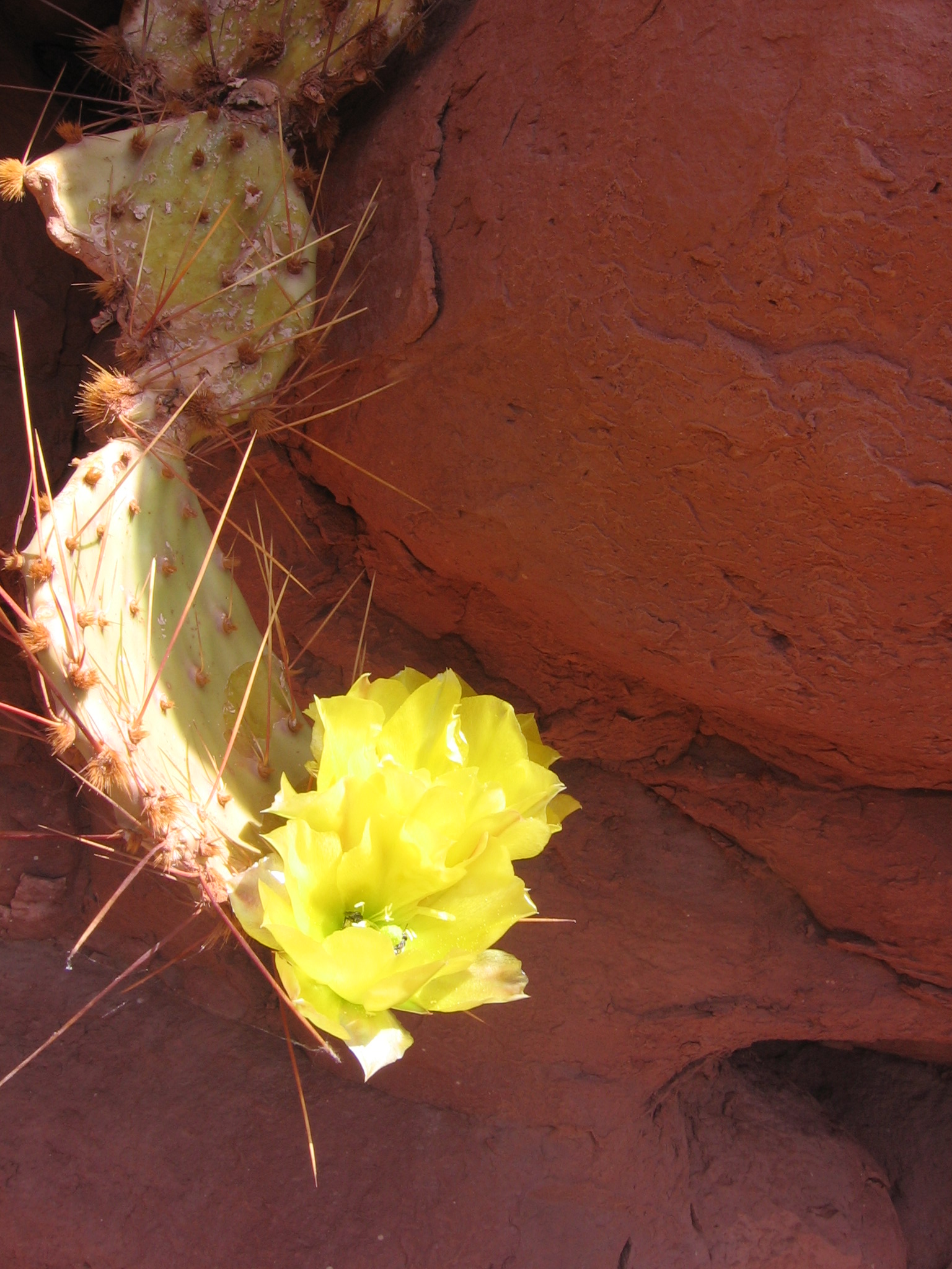 Beavertail Cactus in Bloom