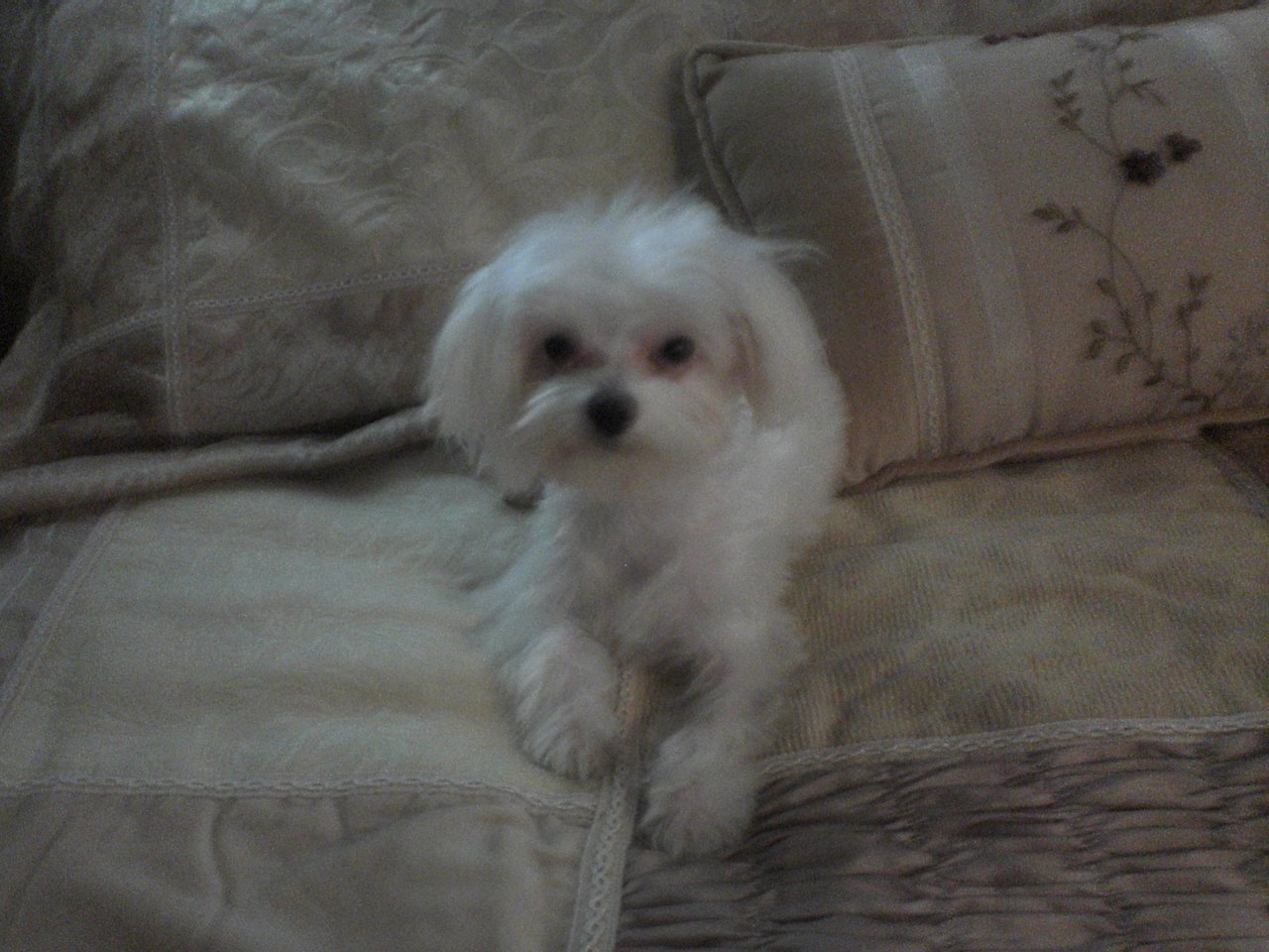 Maltese