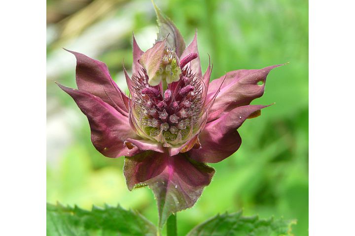 Bee-balm Blossom