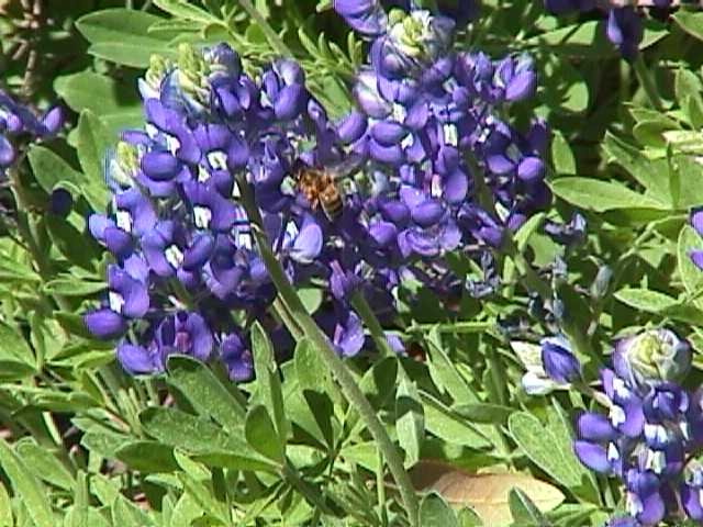 Texas Bluebonnets and Friend