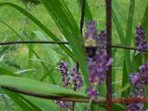 Bee Gathers Nectar from Lavendar