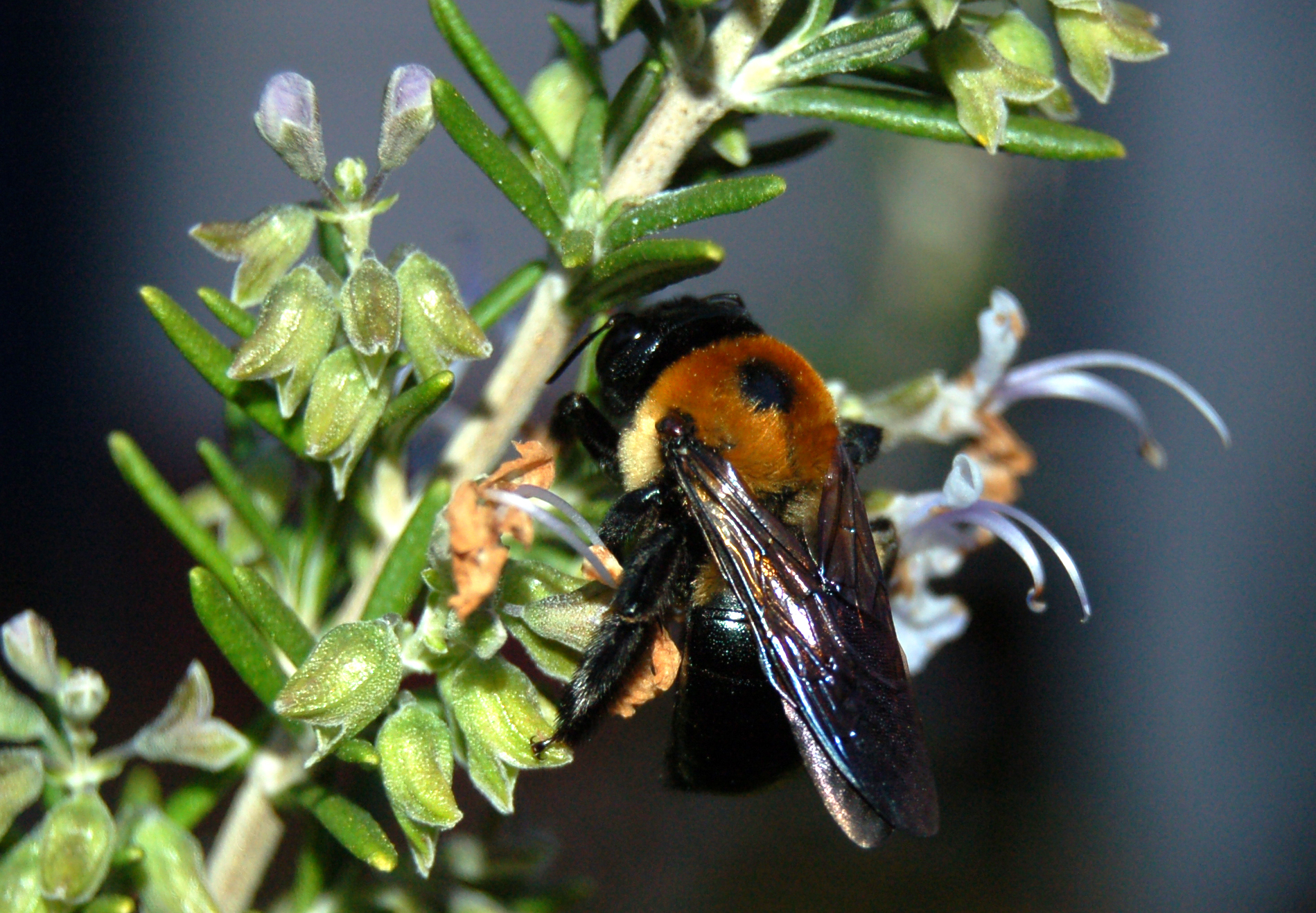 Bee on rosemary