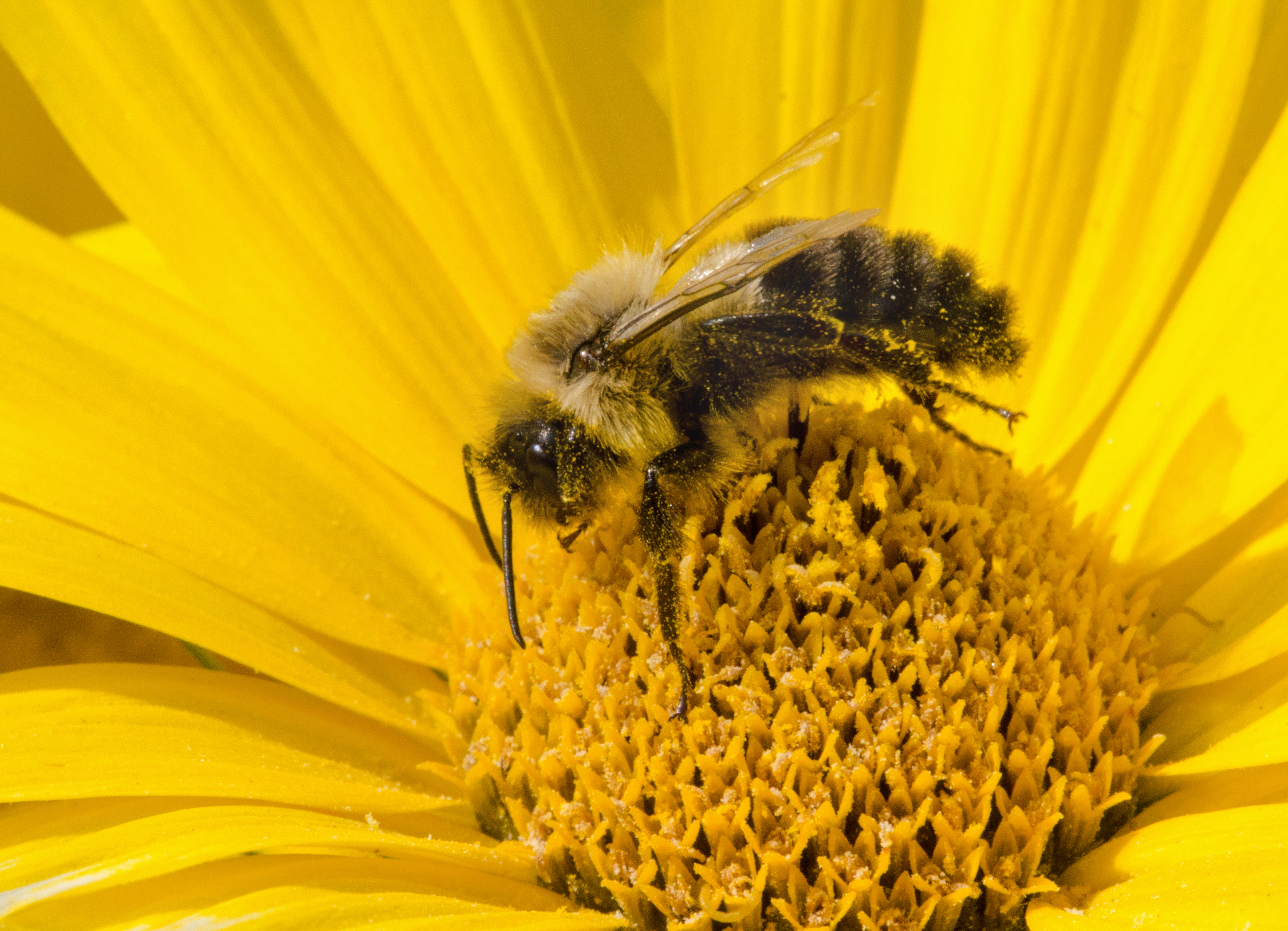 bumblebee covered in pollen