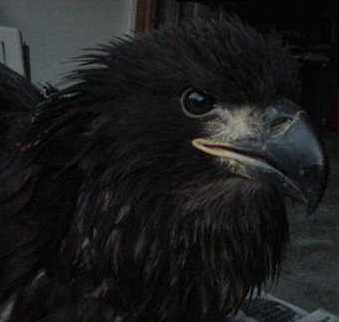 2 week old eagle that that fell out of a nest from the wind