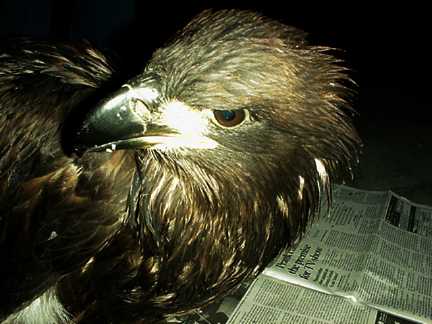 12 week old eagle that eas rescued after falling out of a tree